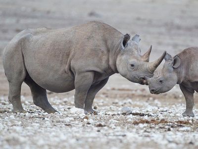 Two black rhinos, a mother and her calf, explore a watering hole at Etosha National Park in Namibia. 