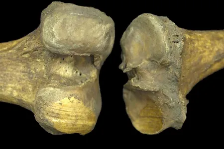 An ancient knee joint that shows signs of grinding between the bones, a result of osteoarthritis