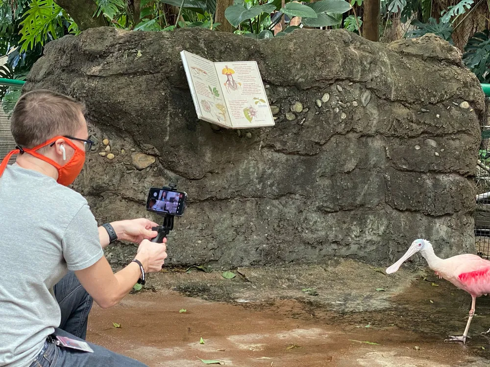 The National Zoo education team created an interactive, virtual field trip experience for 600 D.C. Public Schools kindergarteners to learn more about rainforest habitats, connecting to a children’s book they had read together. Here, the facilitator introduces students to a rainforest resident, the roseate spoonbill. (Smithsonian’s National Zoo)

