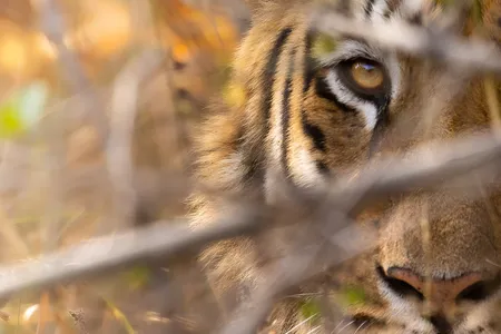 A hazel-eyed tiger glares through a tangled web of branches in Satpura Tiger Reserve.