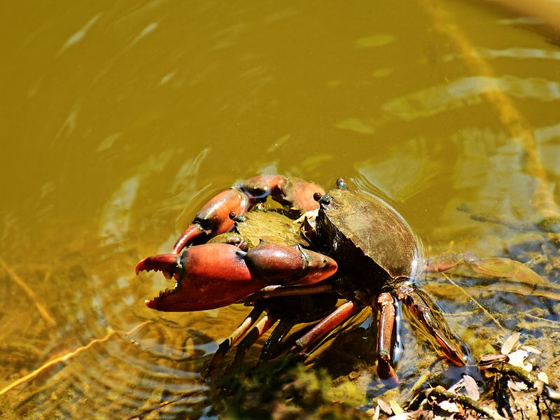 MATING CRABS Smithsonian Photo Contest Smithsonian Magazine