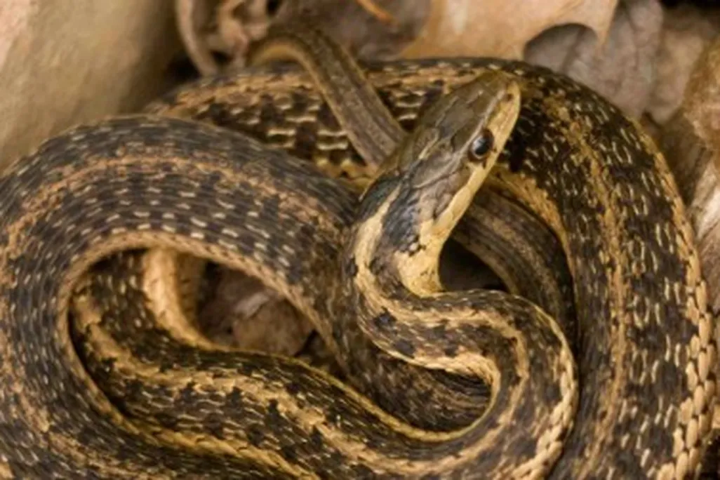 snake1-470.jpg