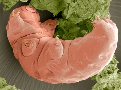 A tardigrade, seen here with an scanning electron microscope, is one of Earth's most durable creatures
