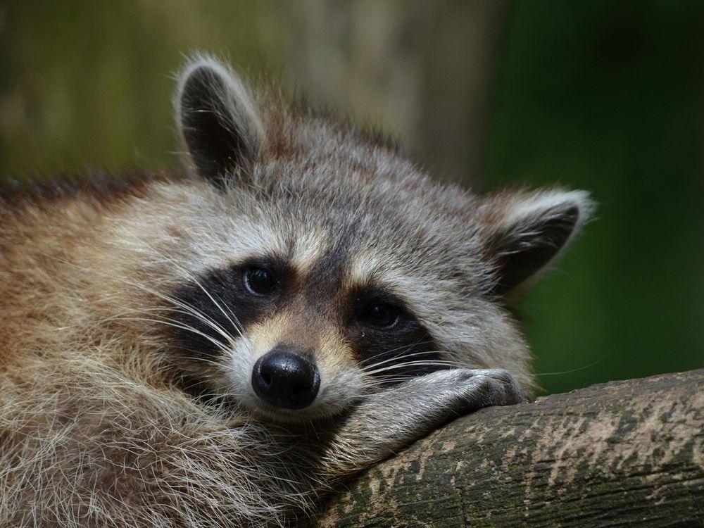 Raccoon - courtesy of Pixabay.jpg