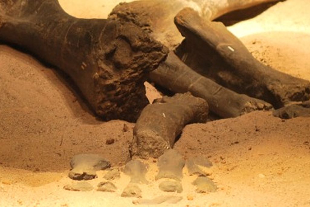 A headless Haplocanthosaurus, laid out at the Utah Field House of Natural History.