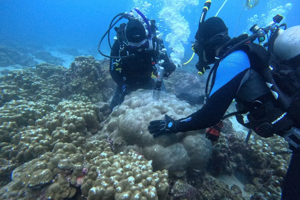 Two scuba diving researchers use a drill to collect coral samples