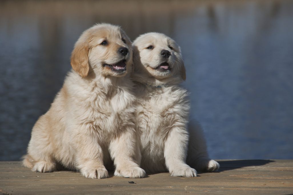 Low Sperm Count Dog