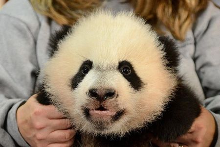 Bei Bei visits the vet. 