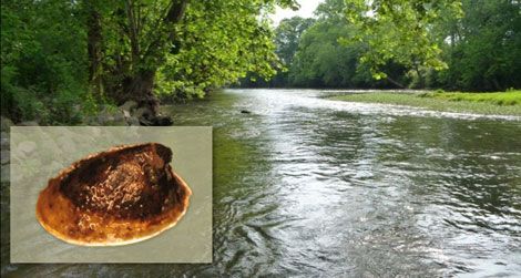 A population of the wicker ancylid limpet (insert, not to scale) was found recently in Choccolocco Creek in Alabama.