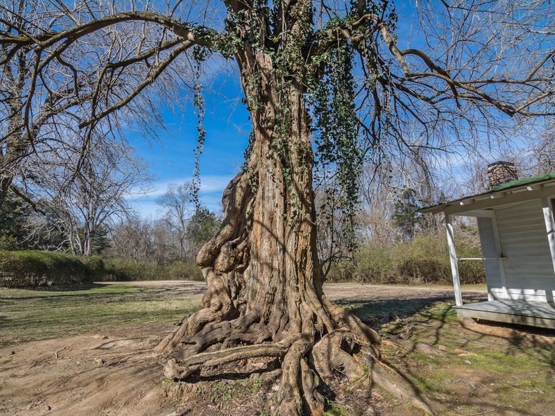 Burdock Tree. Smithsonian Photo Contest Smithsonian Magazine