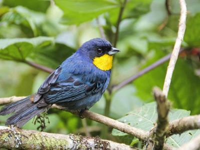 A purplish-mantled tanager, a species the study suggests should be listed at vulnerable