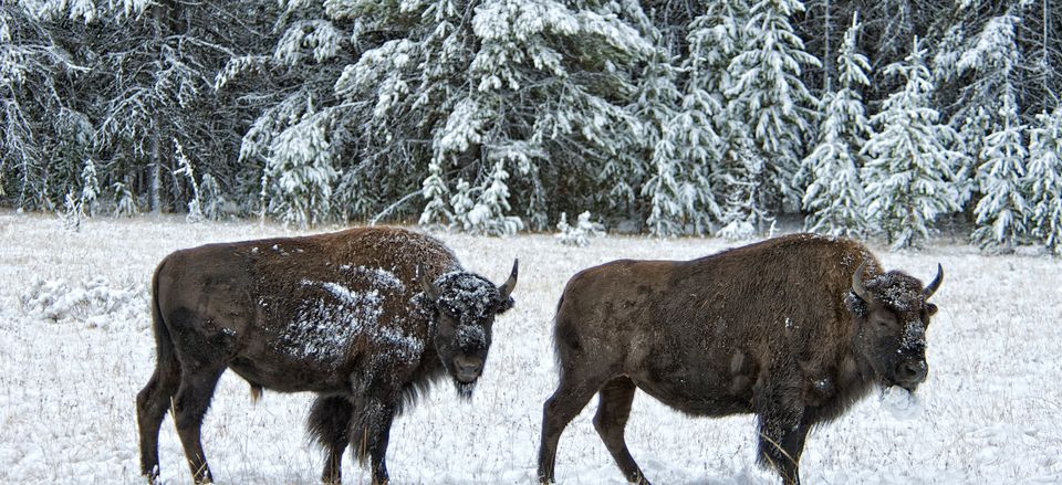  Two solitary bison in the winter 