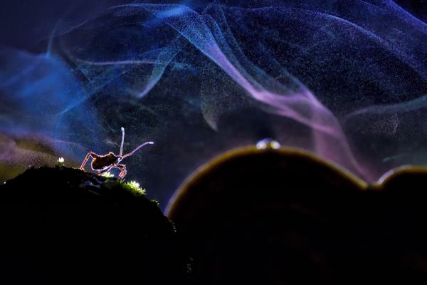 The Cosmic Wanderer thumbnail