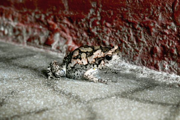 A microhylid frog at my house thumbnail