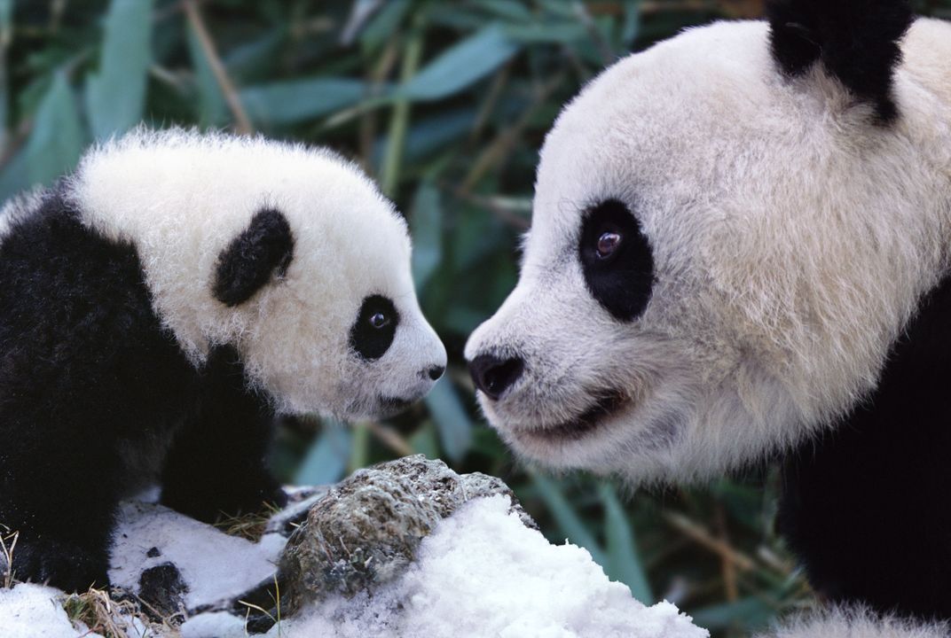 1072px x 720px - Why Panda Sex Isn't Black and White | Science| Smithsonian Magazine