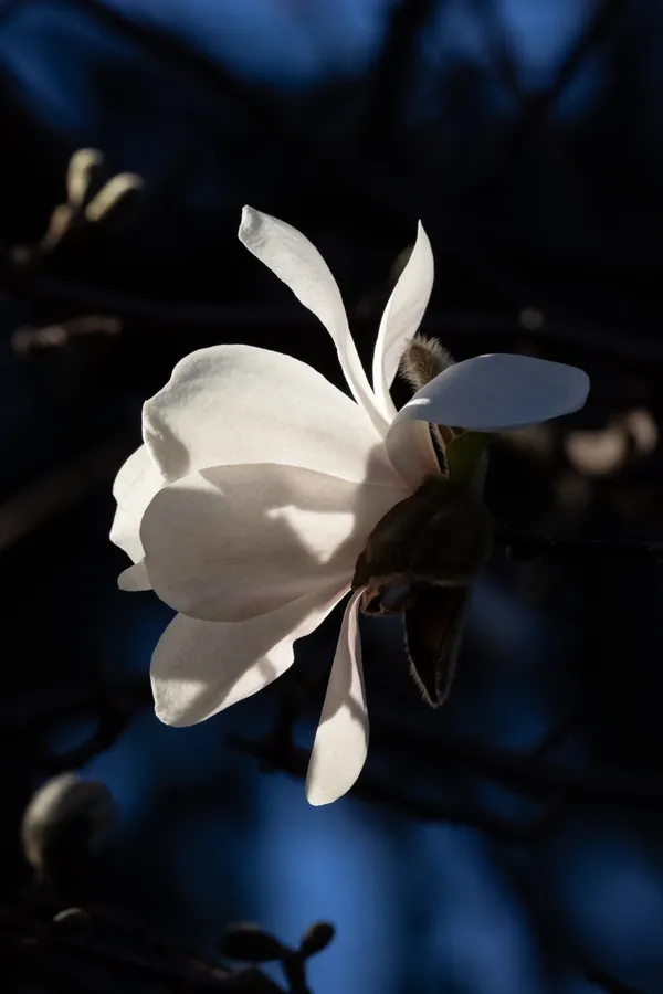 Mystical Magnolia Blossom at Inniswood Metro Gardens thumbnail