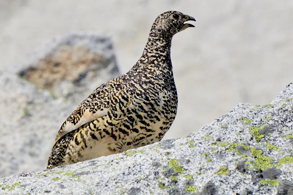 A round bird with mottled brown feathers on a rock
