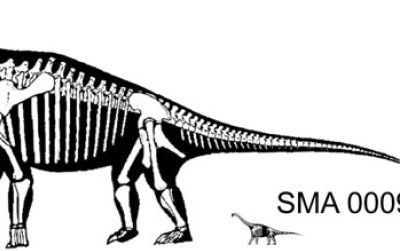 A reconstruction of a hypothetical adult Brachiosaurus next to a possible juvenile Brachiosaurus, SMA 0009.