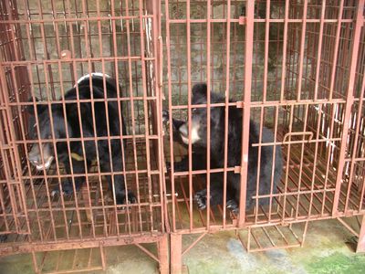 Bile bears on a farm in Vietnam