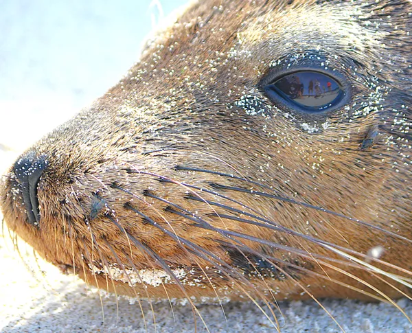 World through sea lion’s eyes thumbnail