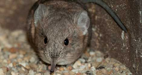 An adorable elephant shrew