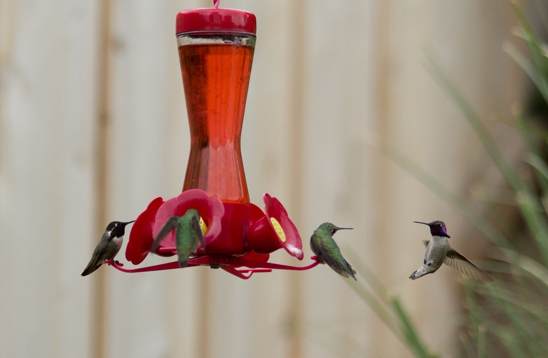 Hummingbirds feeding Smithsonian Photo Contest Smithsonian Magazine