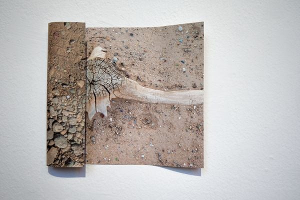 A photograph of a manipulated photograph of a stump and the ground thumbnail
