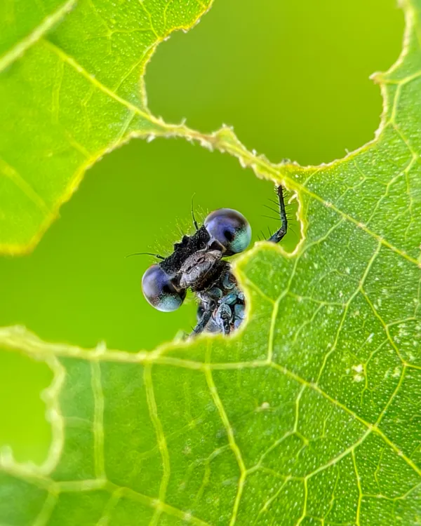 Peek-a-boo thumbnail