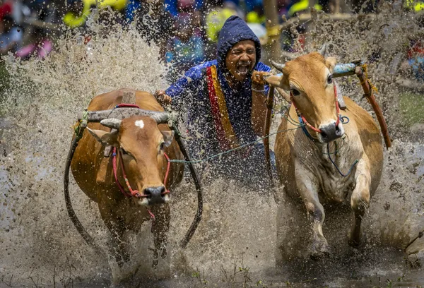 Wet and muddy at Bull Race in Tanah Datar thumbnail