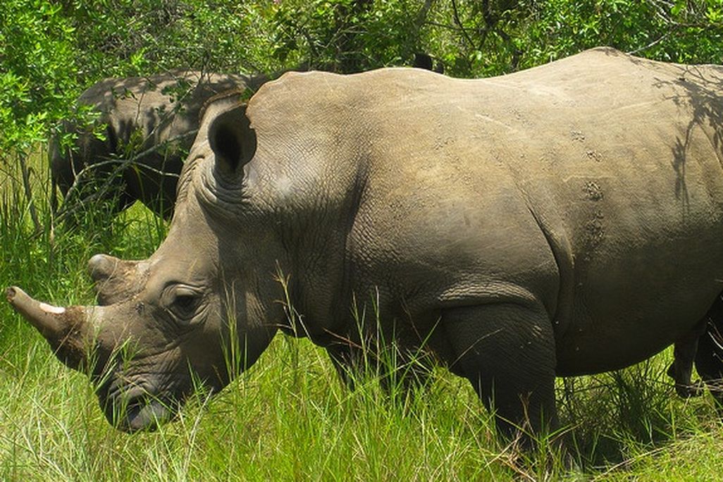 20130502024041rhino.jpg