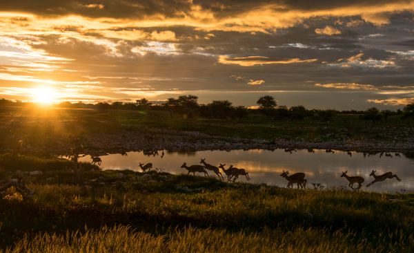 Sunset at Etosha watering hole thumbnail