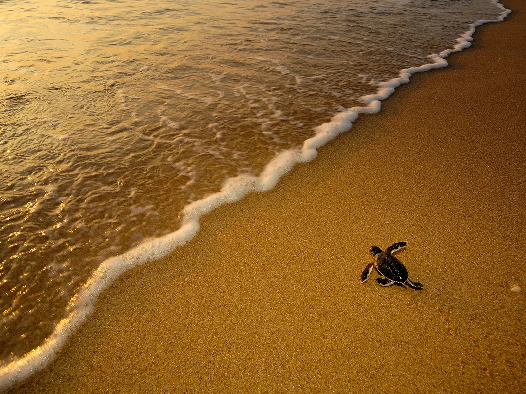 Green Sea Turtle Hatchling