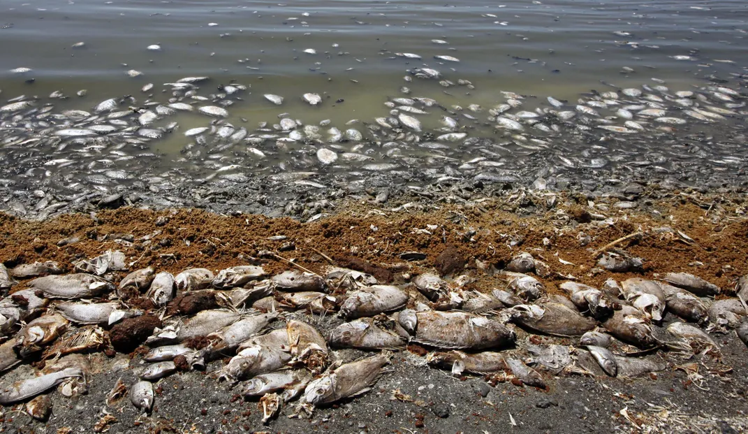Dead fish line the shore of the Salton Lake in a 2012 die-off dubbed "The Big Stink"