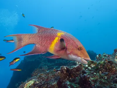 Hogfish can change their color in less than a second to blend in with their surroundings.