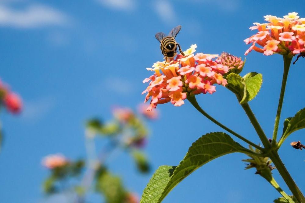 honey bees on blue flowers