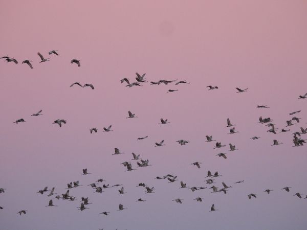 Sandhill Cranes leaving the marsh at sunrise.I thumbnail