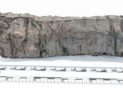 Researchers just revealed previously hidden text from a 2,000-year-old scroll called&nbsp;PHerc. 172, which is housed at the University of Oxford&rsquo;s Bodleian Libraries.
