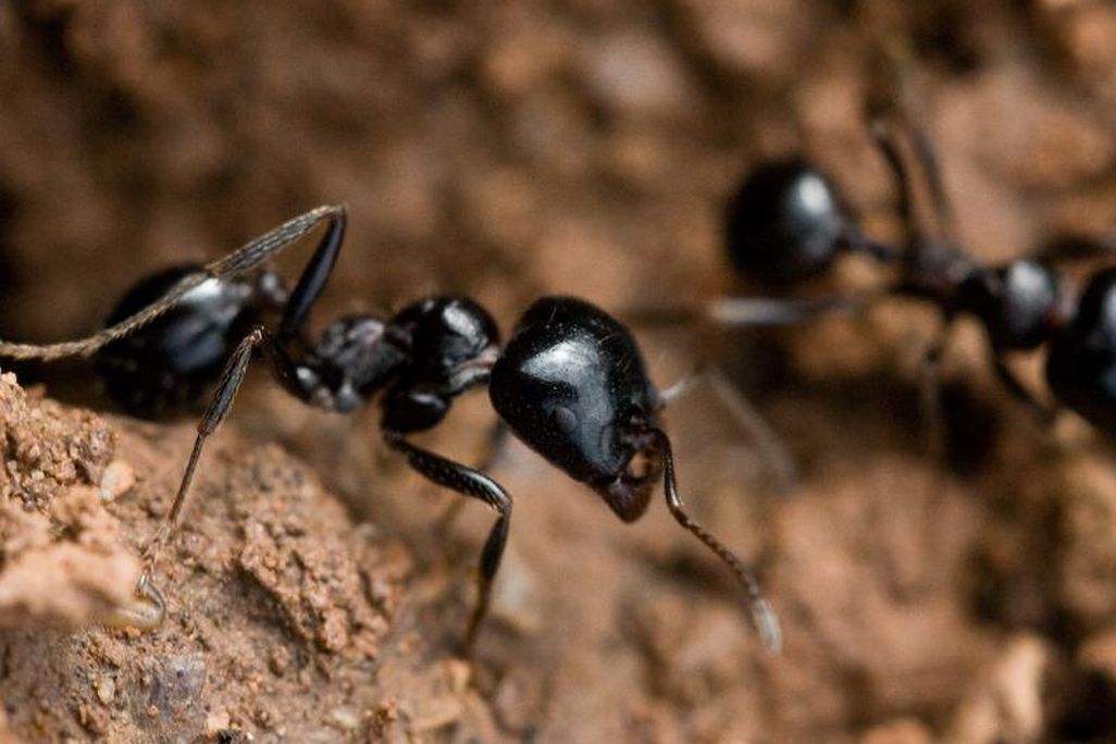 Worker Ants