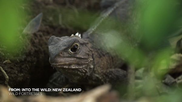 Preview thumbnail for Though Small and Slow, the Tuatara is the Top Predator in Its Ecosystem