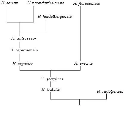 The Homo family tree