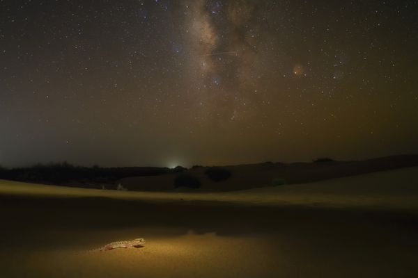 Celestial Wanderer thumbnail