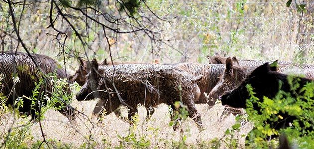 Wild hogs running