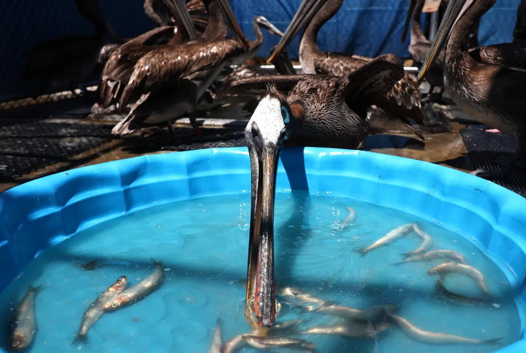 A California brown pelican eats fish from a blue kiddie pool, with a half dozen brown pelicans in the background