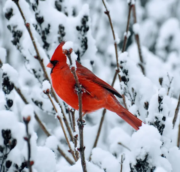 Cardinal in winter thumbnail