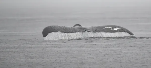 Into the Grey thumbnail