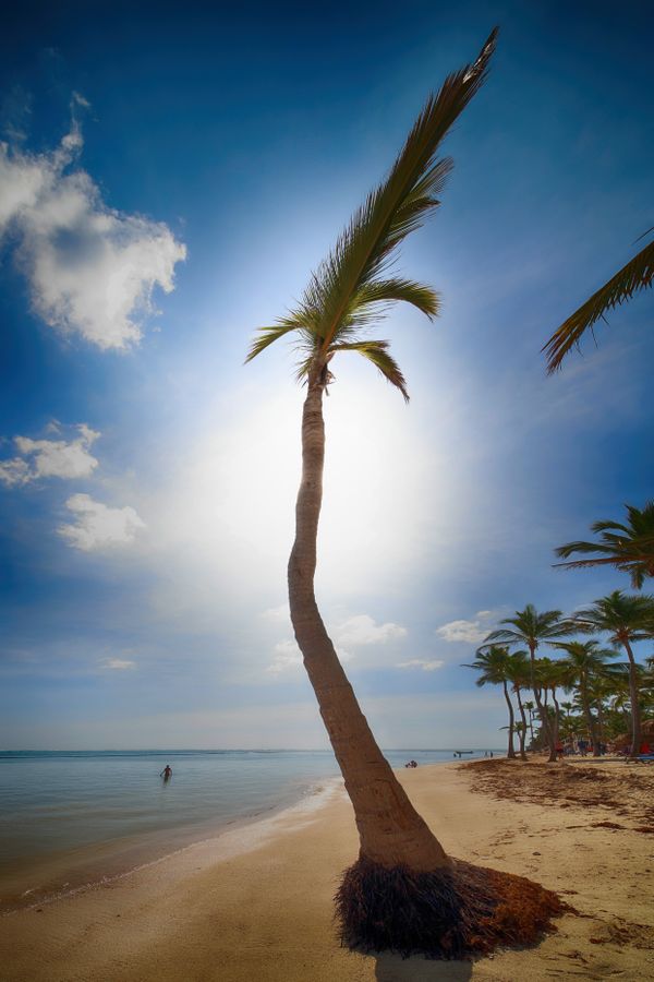 Palm on the beach thumbnail