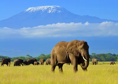 kenya-wildlife-safari-tailor-made-journey
