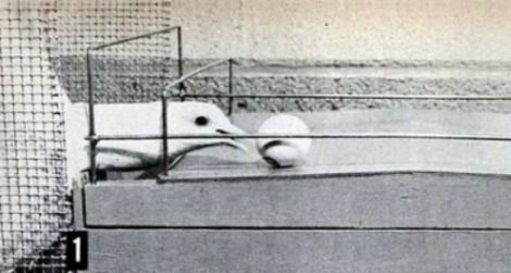 Psychologist B.F. Skinner taught these pigeons to play ping-pong in 1950.