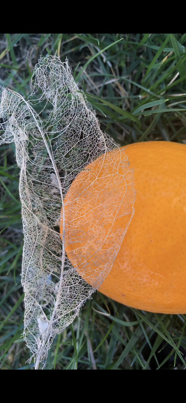 Lacy leaf resting on lemon thumbnail