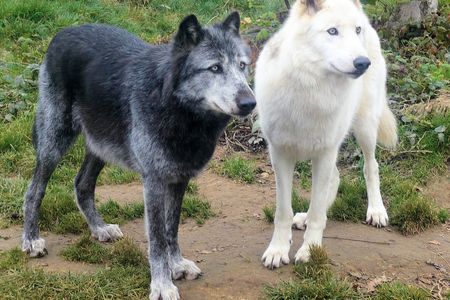 Black and white-furred gray wolves